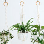 עציצים תלויים