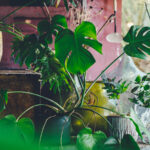 אביזרים משלימים צמחייה