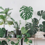 אביזרים משלימים עציצים