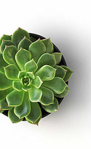 modern-Indoor-vegetation